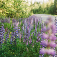 Holly Louwerse Photography