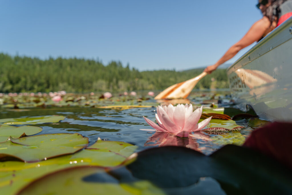 Dutch Lake are its flowering water lilies that line the shores
