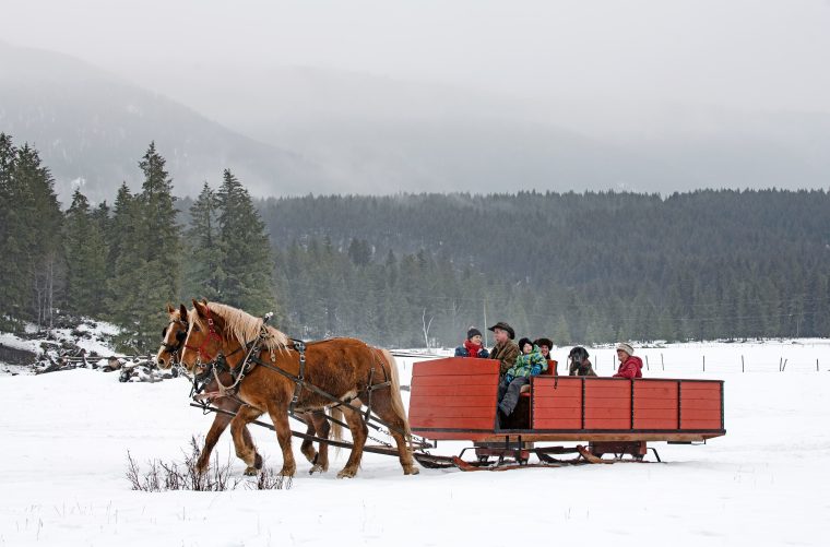 Horse carriage in the snow
