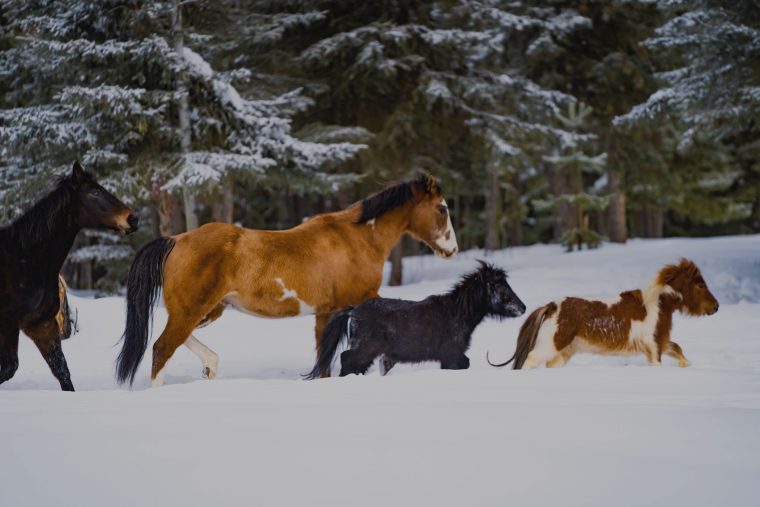 Horses in the snow.