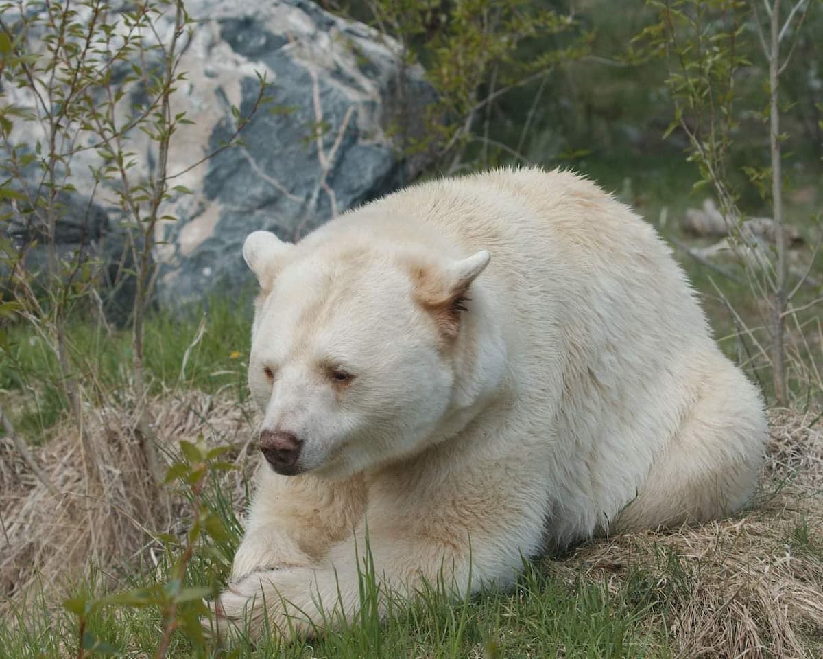 White Kermode bear sitting down in the BC Wildlife Park in Kamloops