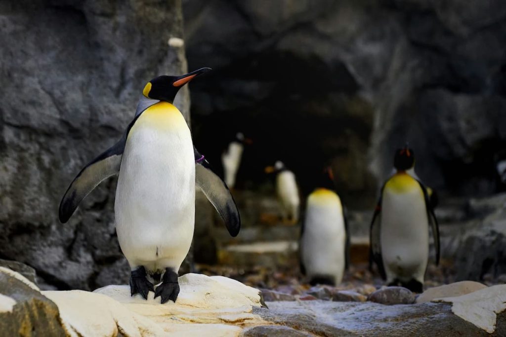 Penguins in Calgary Zoo