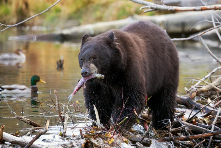 a grizzly bear caught salmon on a lake in BC